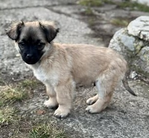 Hundekind Liviu – gerettet in letzter Minute