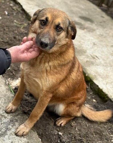 Bettie sucht entspanntes Zuhause