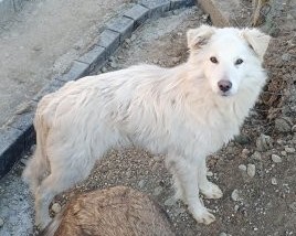 Verspielter Sonnenschein Snowy