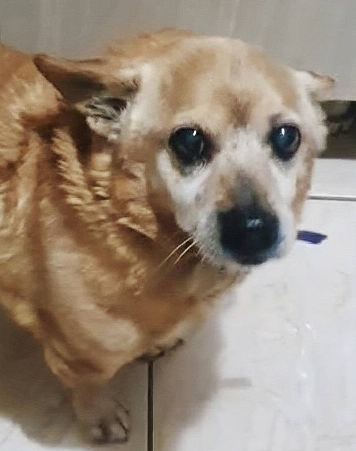 Aufgeweckter kleiner Hunde-Opi Toto sucht fröhliche Familie