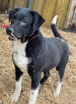 Liebenswerter Camillo sucht entspanntes Zuhause