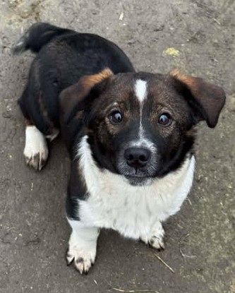 Bertram – betörend hübscher und lebensfroher Hundejunge