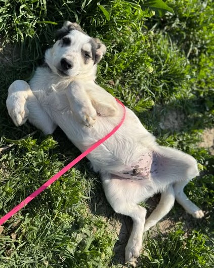 Junghund Collin möchte geliebt werden