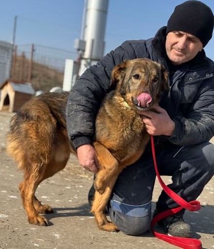 Junghund Marko – voller Energie und Lebensfreude