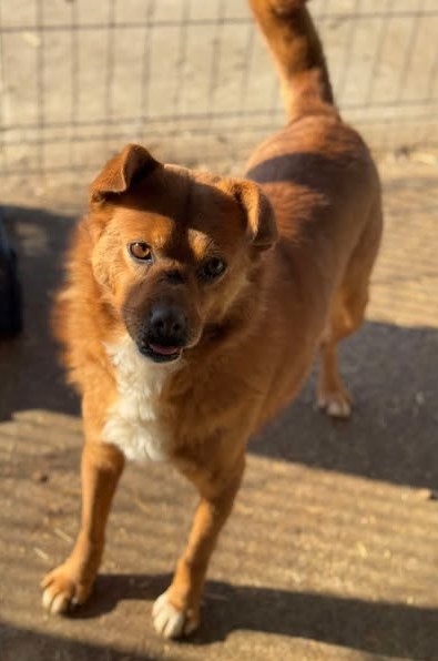 Tristan – ein ruhiger Geselle sucht gemütliches Zuhause