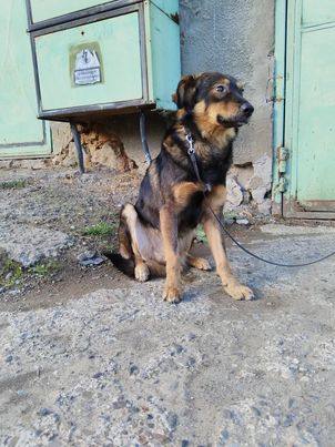 Sensibler Arnold sucht dringend Zuhause