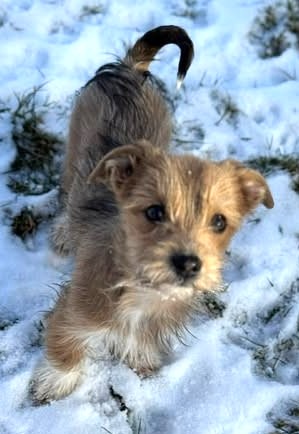 Allerliebstes Strubbel-Mini-Hundekind Felinchen