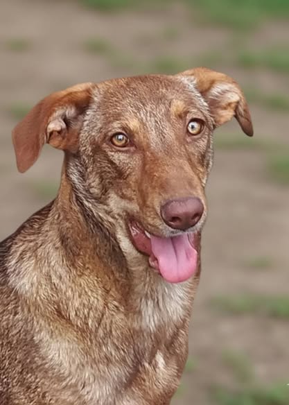 Liebe Junghündin Snickers sucht Zuhause