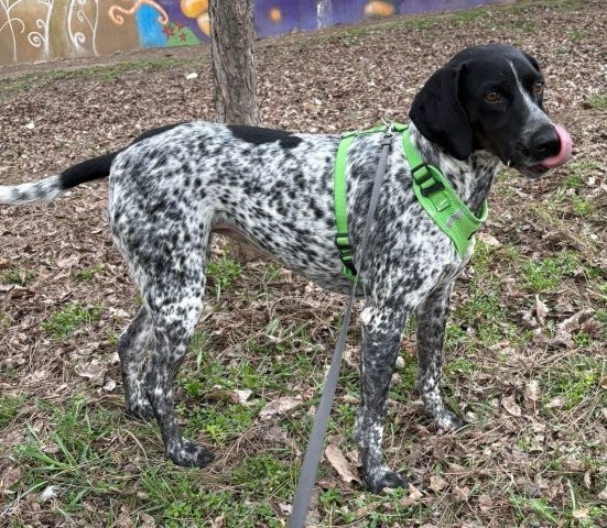 Lady –edle Hundedame sucht aktives Zuhause
