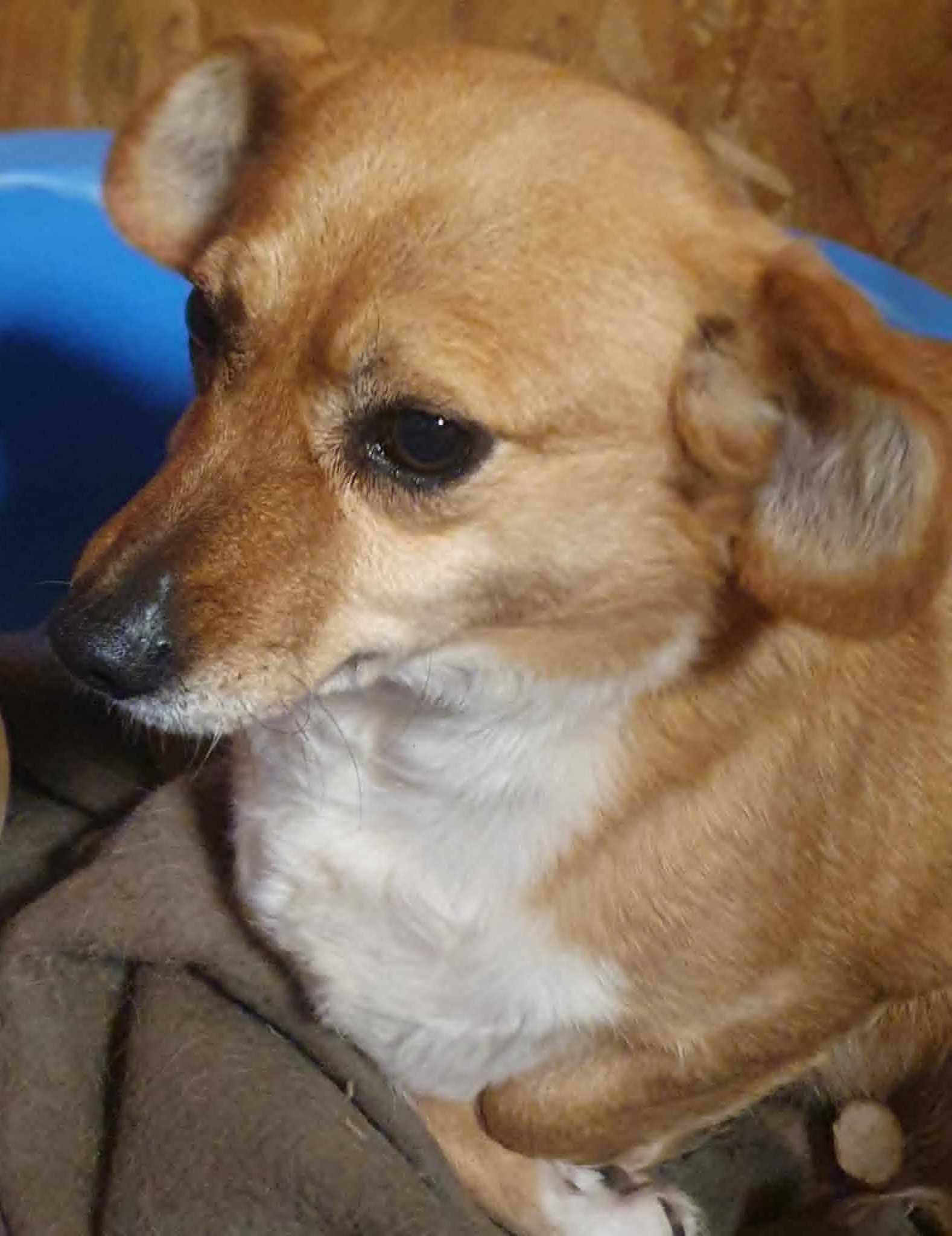 Bengy – unsichere Hunde-Omi sucht sicheres Zuhause