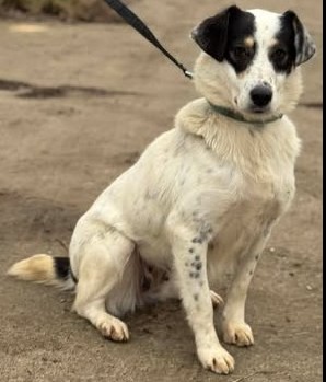 Lebensfrohe Laika bettelt um Liebe