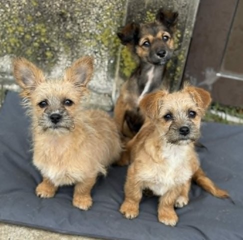 Zuckerschock: Lettie & Lisett – zwei süße Mini-Schwestern zum Verlieben