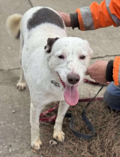 Liebe Orlanda mit dem großen Herzen