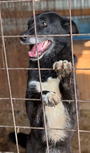 Aufgeweckte Sorina liebt alle Menschen