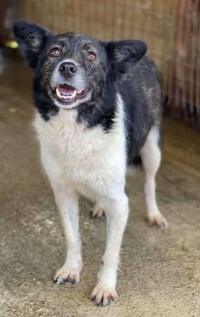 Dankbare Hundedame Helene