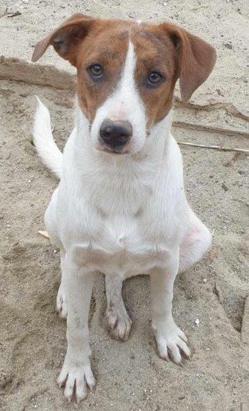 Hundedame Ellie sucht ihr zweites Glück