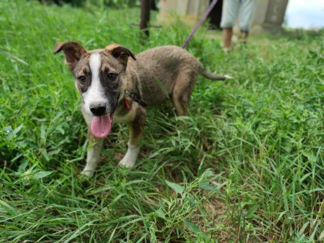 Gemma, ein hübsches Hundekind sucht Anschluss