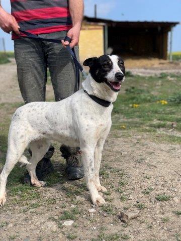 Anhängliche Delia sucht Zuhause