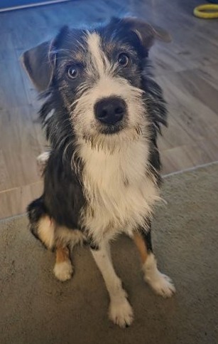 Aufgeweckte Junghündin Stella sucht aktives Zuhause