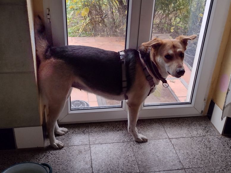 Hübsche Schmuse-Bailey passt auf