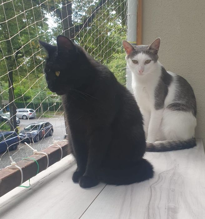 Katze Pisa und Tom
