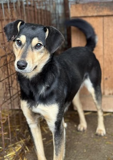 Als Wachhund ungeeignet: Claudius sucht neues Zuhause