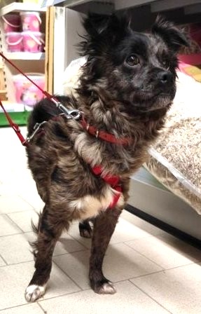 Cleo – kleiner Schatz mit großem Herz