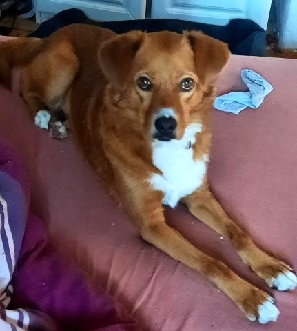 Hübsche Katinka sucht liebevolles Zuhause