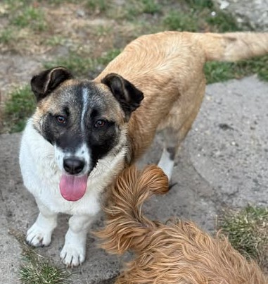 Snitel – fröhliche kleine Hundedame sucht Anschluss