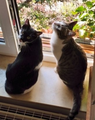 Ellen & Zora – zwei verschmuste Katzenmädchen suchen gemeinsames Zuhause