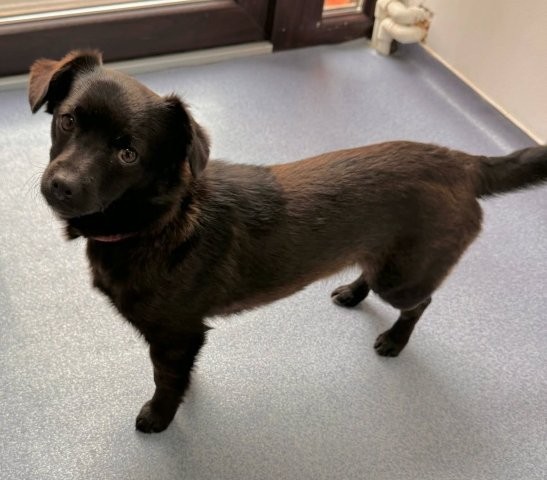 Kleiner Bruno sucht großes Glück