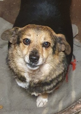 Liebenswerte unsichere Nora sucht einfühlsames Zuhause