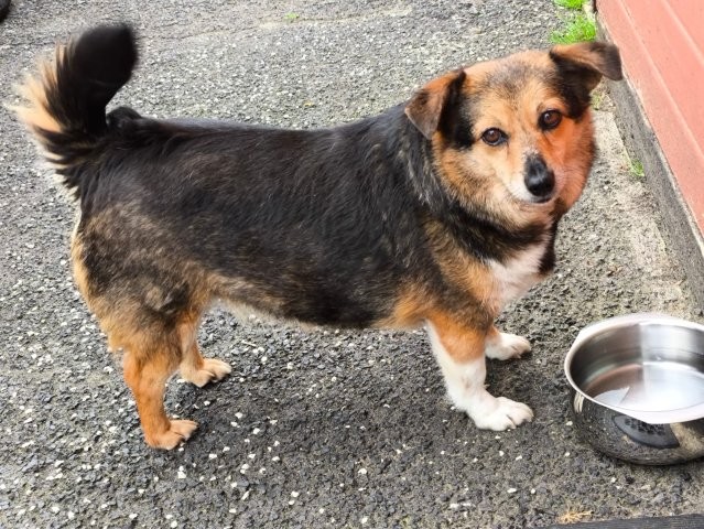 Nora – liebenswertes kleines Dickerchen sucht Zuhause