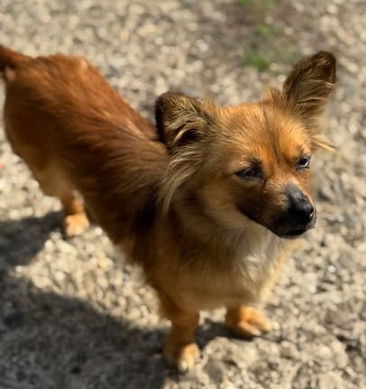 Little Foxy – entsorgt wie Müll und dennoch voller Lebensfreude