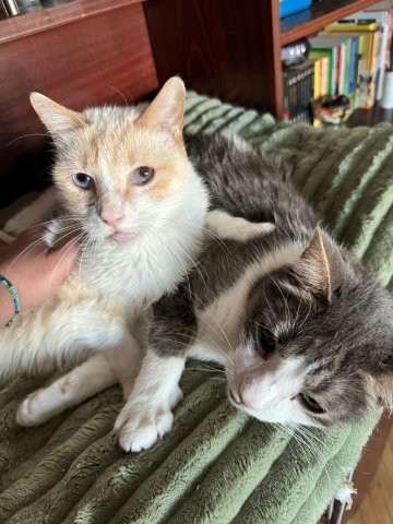 Tezy & Blue – ein liebenswertes Schmusekatzenpärchen