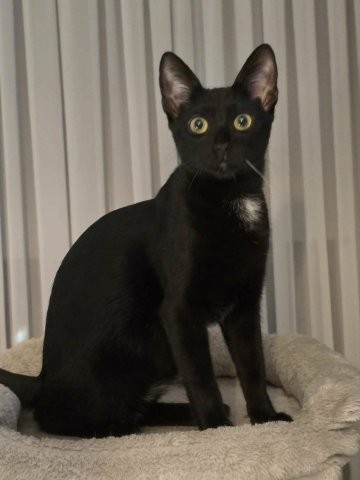 Romeo – verspielter Schmusekater sucht Spiel- und Schmusepartner