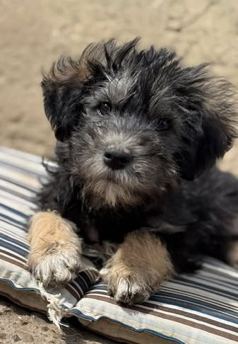 Little Jonny – flauschiges Hundekind sucht Zuhause