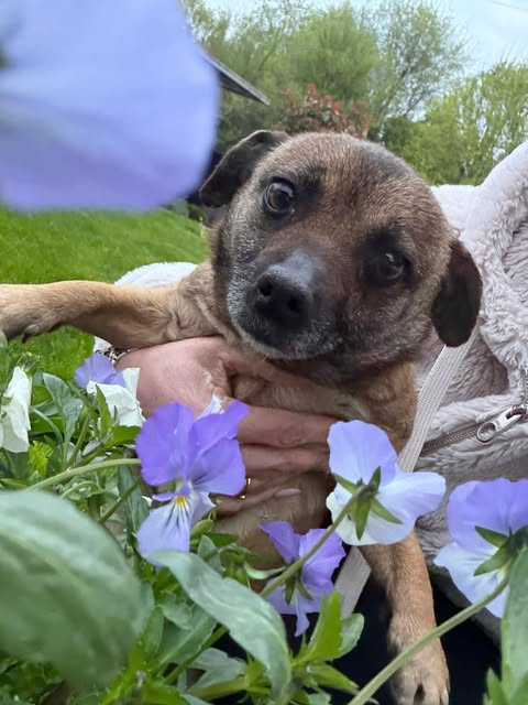 Traurige Mini-Wally sucht neue Familie