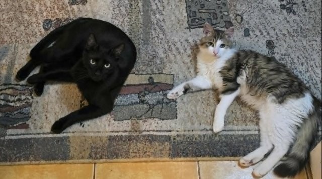 Jet & Morris – ein befreundetes Katerpärchen sucht gemeinsames Zuhause