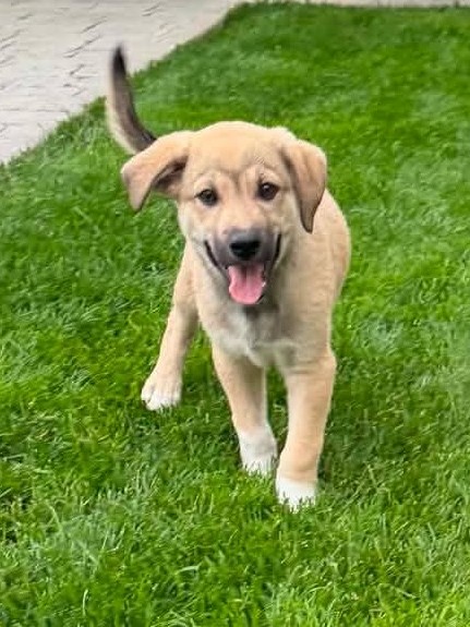 Hundekind Amadeo möchte geliebt werden