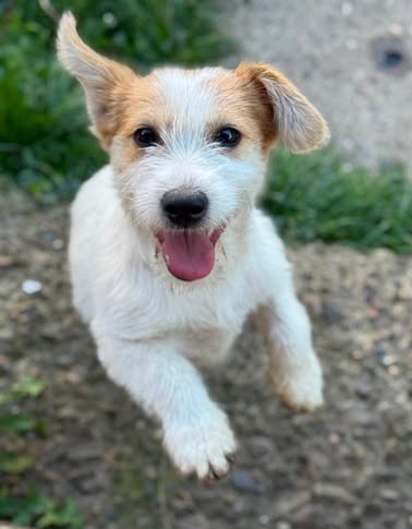 Fröhliches Hundekind Pepa